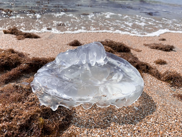 Grandes medusas transparentes por el primer mar rodeado de algas