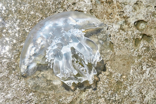 Grandes medusas tumbadas sobre rocas iluminadas por el sol de la playa iluminadas por la luz del sol vista superior