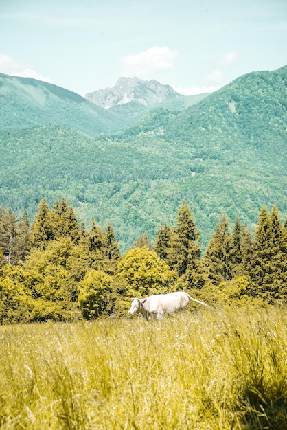 Grandes montanhas Fatra do pico Sip Eslováquia Destino de caminhada natural de verão perto de Dolny Kubin