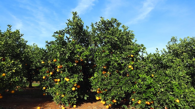 Foto grandes naranjas naranjas maduras en un árbol en el jardín, agricultura hortícola en españa.