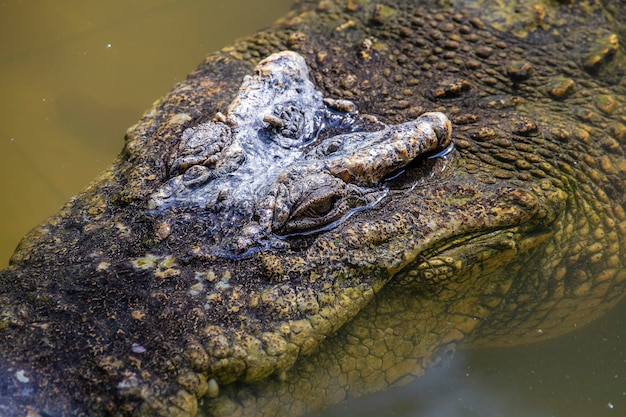 Grandes ojos de cocodrilo están mirando en el lago de agua verde. Tailandia, cerrar