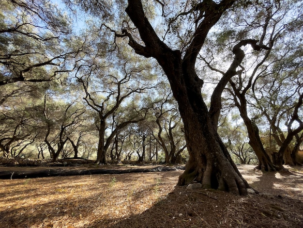 Grandes oliveiras em um jardim na grécia