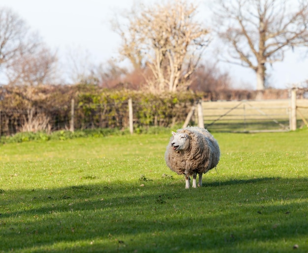 Grandes ovelhas redondas no Prado no País de Gales