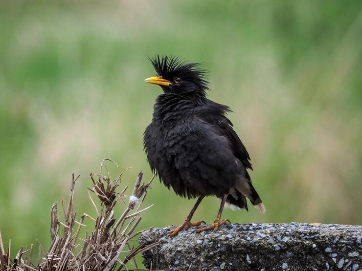 Grandes pássaros Myna