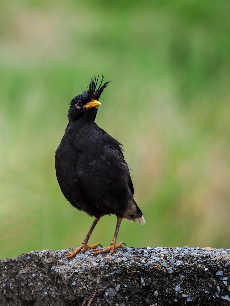 Grandes pássaros Myna