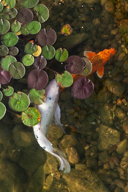 Grandes peces hermosos nadan en un estanque con nenúfares, un hermoso lugar tranquilo para relajarse