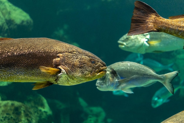 Grandes peces nadando en el acuario marino