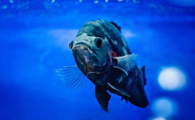 Foto grandes peces nadando en acuario