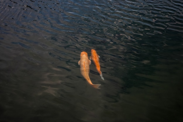 Grandes peces rojos hermosos en la superficie del agua. Pescar en el lago.