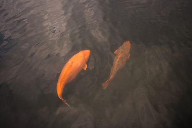 Grandes peces rojos hermosos en la superficie del agua. Pescar en el lago.