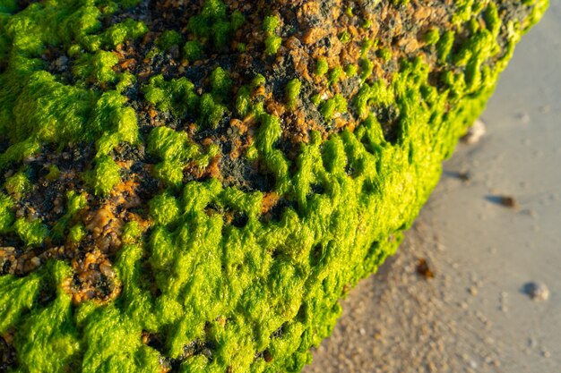 Grandes pedras cobertas de algas verdes em uma praia arenosa perto do oceano. A natureza dos trópicos.