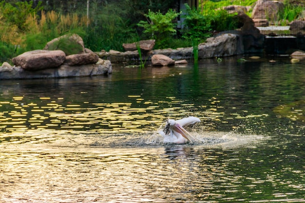 Grandes pelícanos blancos Pelecanus onocrotalus también conocido como el pelícano blanco oriental pelícano rosado o pelícano blanco nadando en un lago