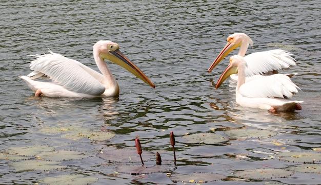 Grandes pelicanos brancos brincando no jardim zoológico de Dhaka