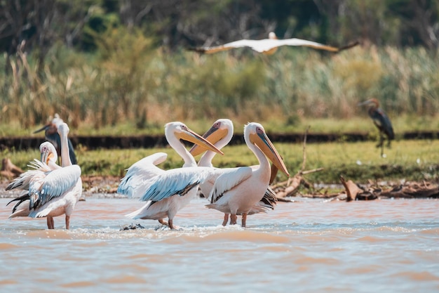 Grandes pelicanos brancos Etiópia África vida selvagem