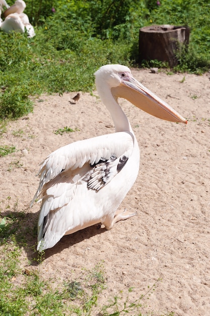 Foto grandes pelicanos no zoológico