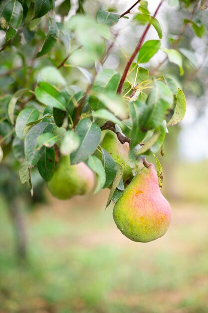 Foto grandes peras maduras apetitosas en el árbol después de la lluvia