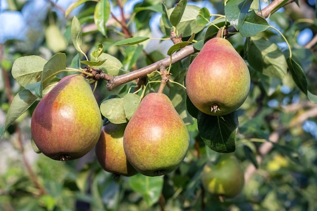 Grandes peras maduras no jardim na árvore no tempo ensolarado