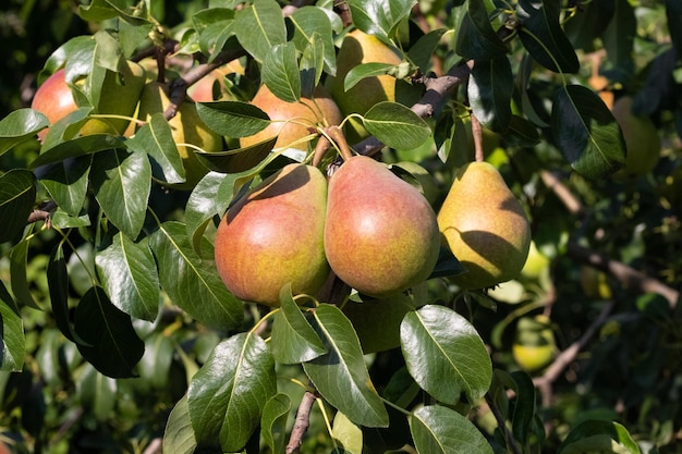 Grandes peras maduras numa árvore no jardim em um tempo ensolarado