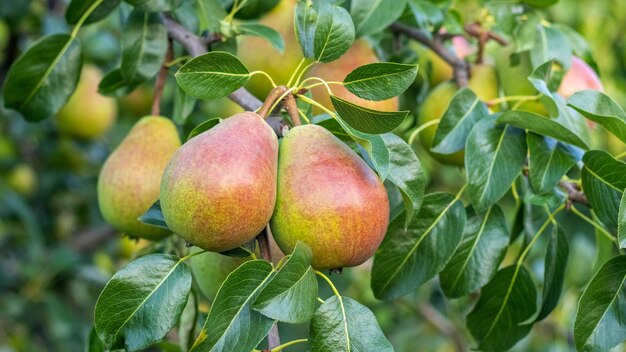 Grandes peras maduras numa árvore no jardim em um tempo ensolarado