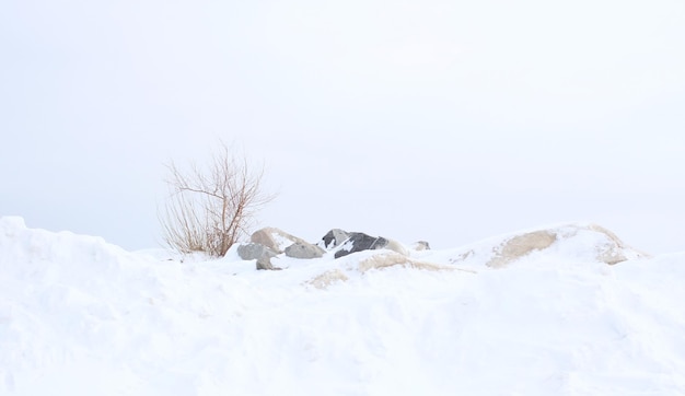 Grandes piedras claras y oscuras y un arbusto desnudo en la nieve.