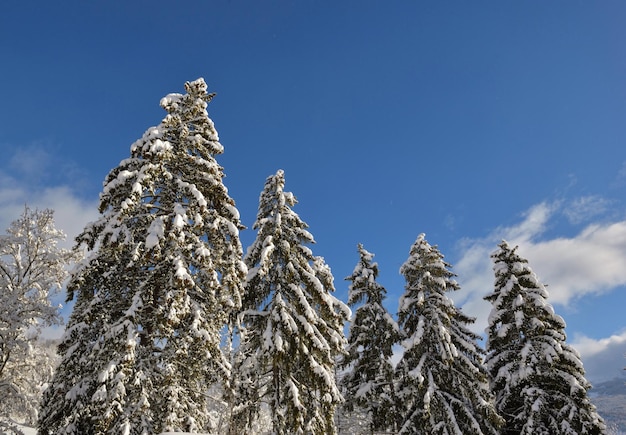 Grandes pinheiros cobertos de neve em uma montanha alpina no céu azul