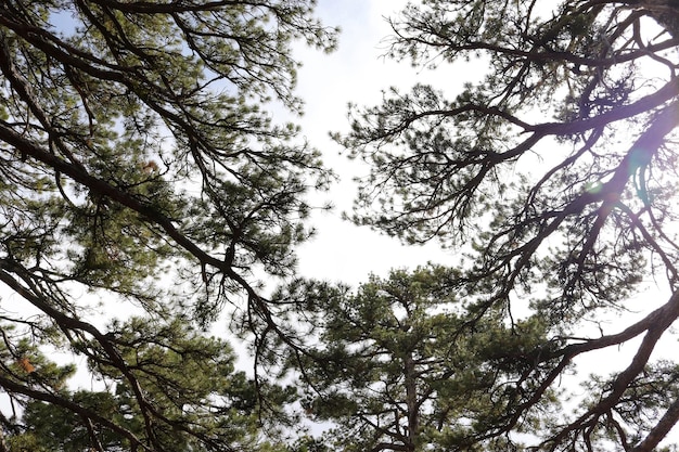 Grandes pinos en el bosque