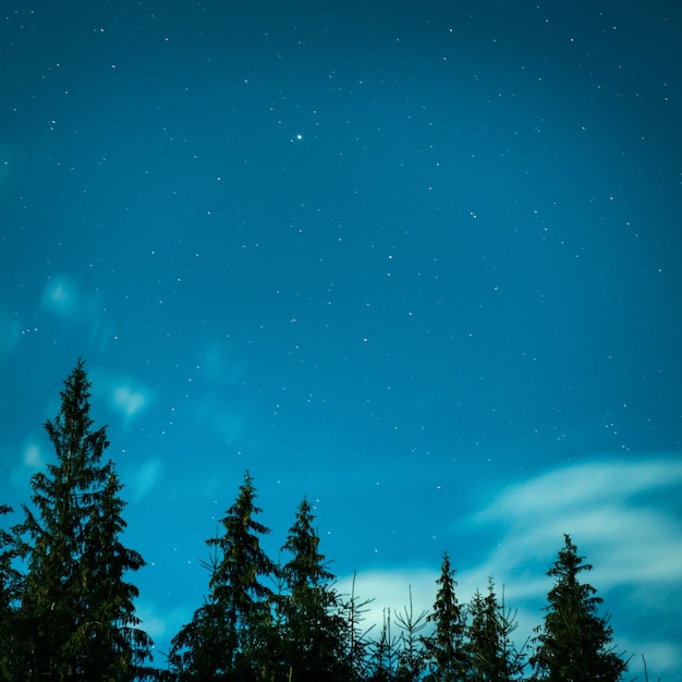 Grandes pinos bajo el cielo azul de la noche con muchas estrellas