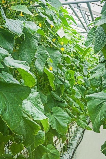 Grandes plantas de pepino en invernadero.