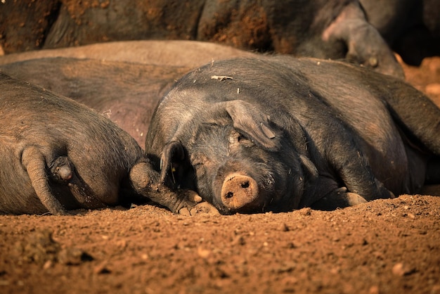 Grandes porcos pretos tomando sol enquanto deitados no chão sujo perto uns dos outros durante o dia ensolarado na fazenda