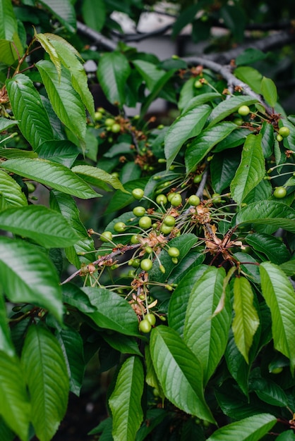 Grandes racimos de primer plano de cerezas verdes en un árbol en el jardín. Cosecha de deliciosas cerezas.