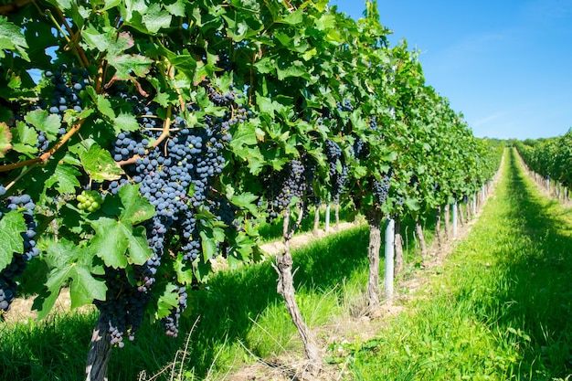 Grandes racimos de uvas de vino rojo en el viñedo