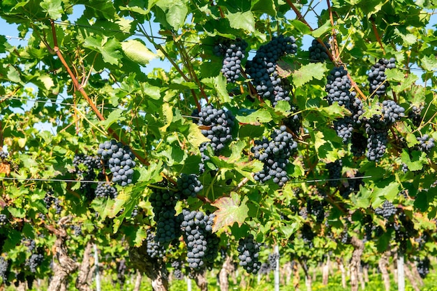 Grandes racimos de uvas de vino rojo en el viñedo