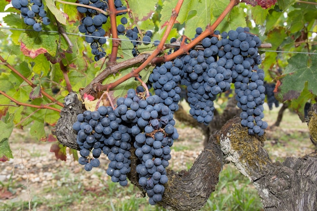 Grandes racimos de uvas de vino tinto cuelgan de una vid vieja a la cálida luz de la tarde