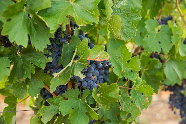 Grandes racimos de uvas de vino tinto en viña