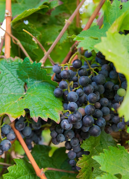 Grandes racimos de uvas de vino tinto en viña