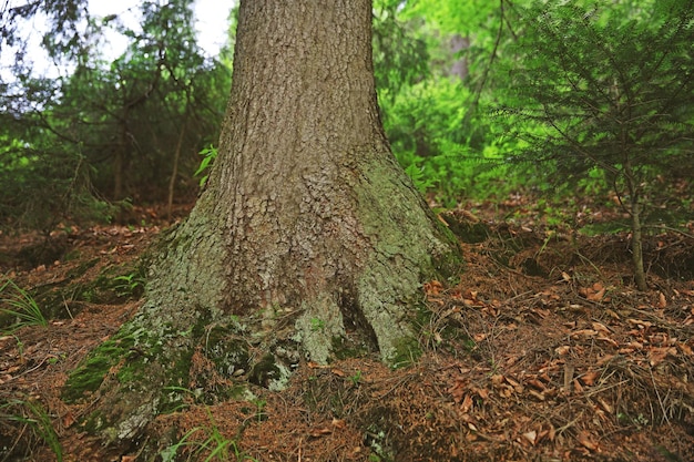 Grandes raíces de árboles en el bosque de los Cárpatos