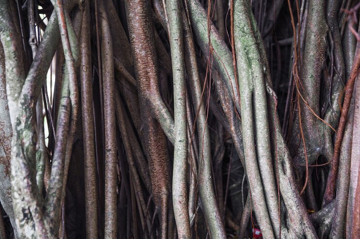 Foto grandes raízes de árvores como pano de fundo texturizado de madeira. fundo orgânico. macro.