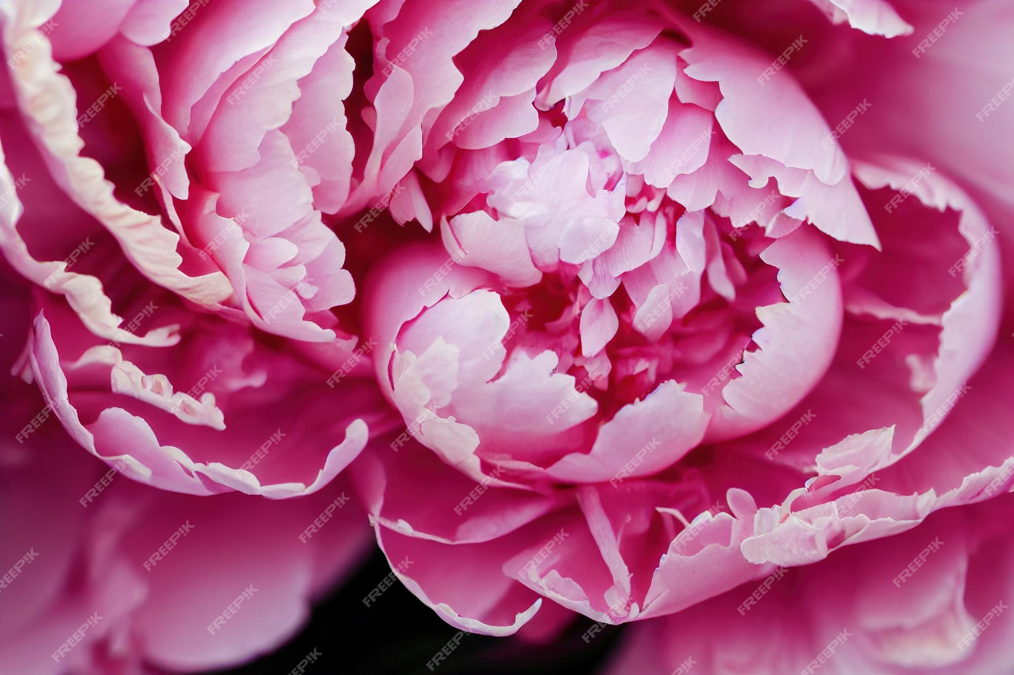 Grandes ramos de flor de peão rosa pálido com pequenas pétalas em fundo  escuro em flor