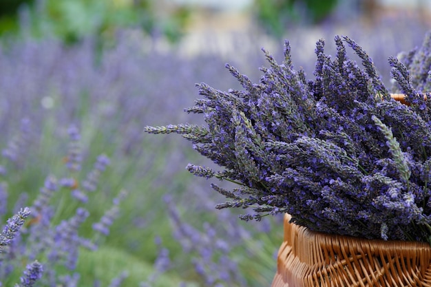 Grandes ramos de lavanda en una canasta de mimbre en un campo de lavanda