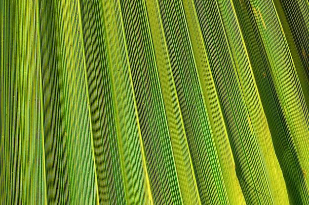 Foto grandes rayas de hoja de palma.