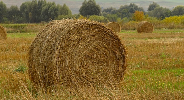 Grandes rollos de paja en el campo