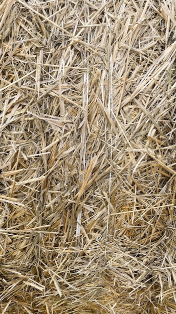 Grandes rollos de paja en el campo