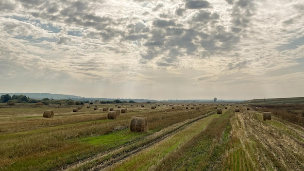 Grandes rolos de palha no campo