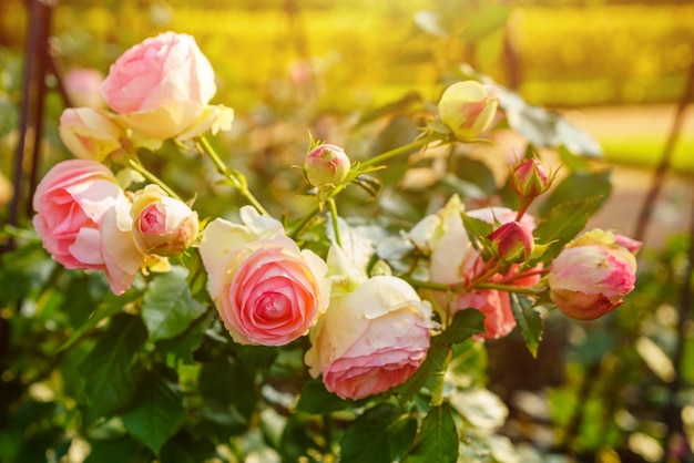 Grandes rosas melocotón claro bicolor como peonías con doble volante sobre un fondo de hojas