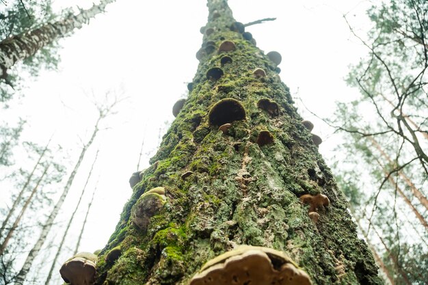 Grandes setas leñosas en un tronco de árbol cubierto de musgo