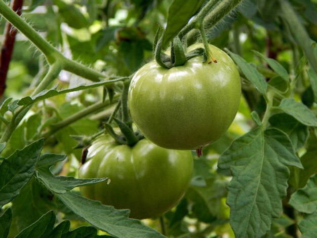 Grandes tomates verdes que crecen en el Bush