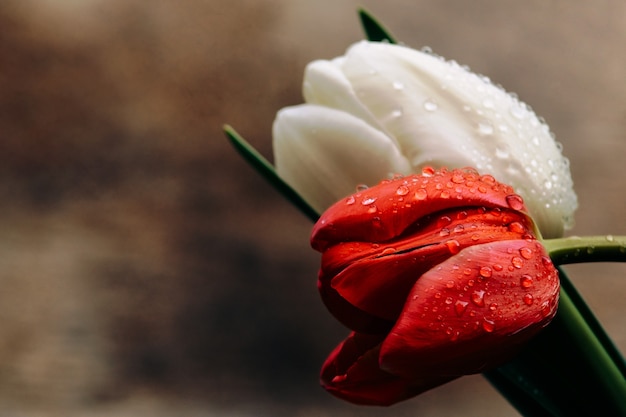 Grandes tulipanes rojos y blancos en gotas de agua de pergamino marrón. Foto para postal