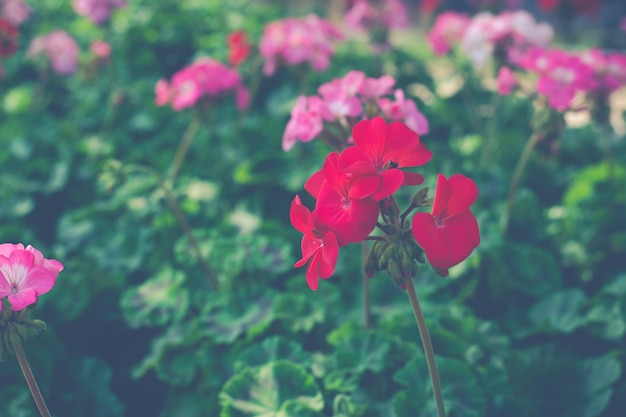 Grandiflorum de gerânio no jardim de flores, flor vintage