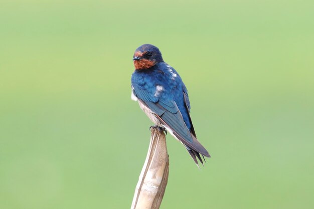 Granero Golondrina Hirundo rustica Aves Hermosas de Tailandia