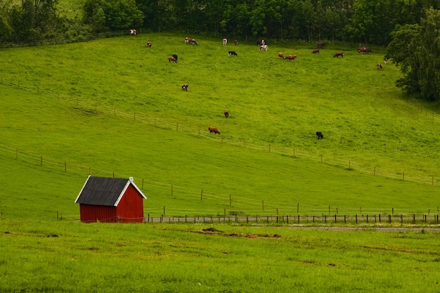 El granero de las vacas que pastan en el campo.
